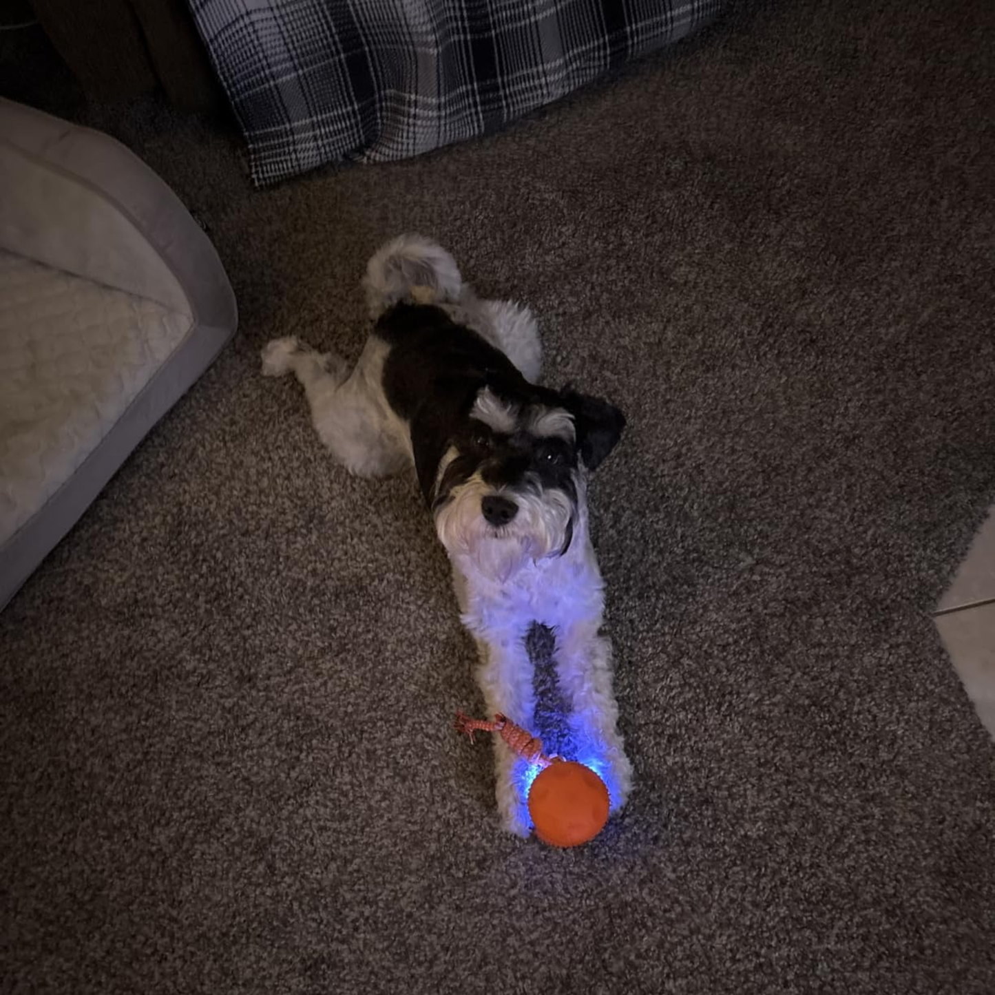 TumbleTail™ Random-Path Interactive Dog Toy